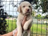 Irk Garantili Her Şehire Gönderim Sağladığımız Labrador Yavrular
