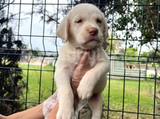 Irk Garantili Her Şehire Gönderim Sağladığımız Labrador Yavrular görsel