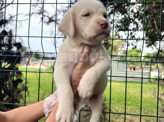 Irk Garantili Her Şehire Gönderim Sağladığımız Labrador Yavrular