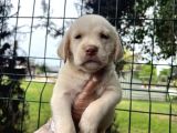 Irk Garantili Her Şehire Gönderim Sağladığımız Labrador Yavrular