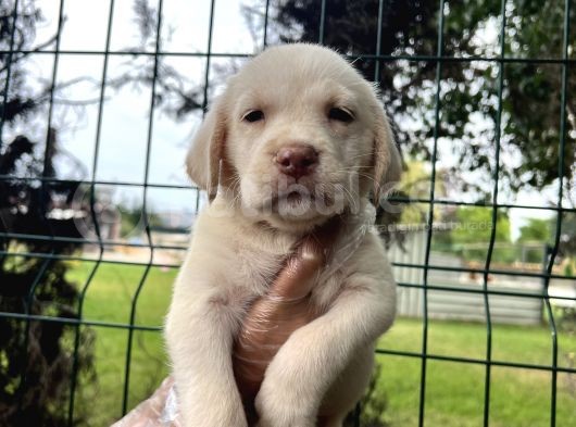 Irk Garantili Her Şehire Gönderim Sağladığımız Labrador Yavrular görsel