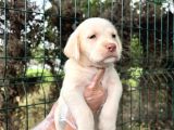 Irk Garantili Her Şehire Gönderim Sağladığımız Labrador Yavrular