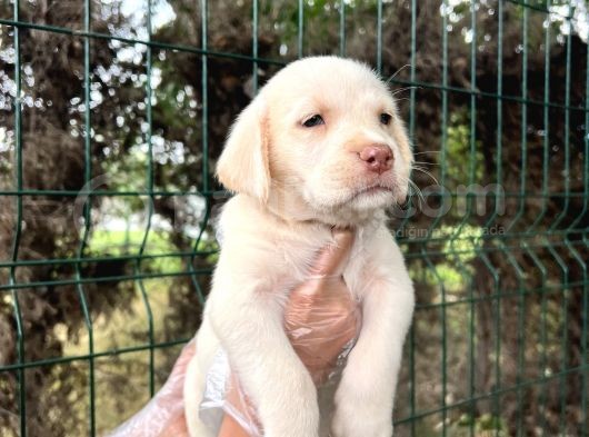 Irk Garantili Her Şehire Gönderim Sağladığımız Labrador Yavrular görsel