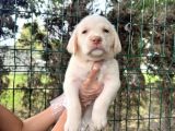 Irk Garantili Her Şehire Gönderim Sağladığımız Labrador Yavrular