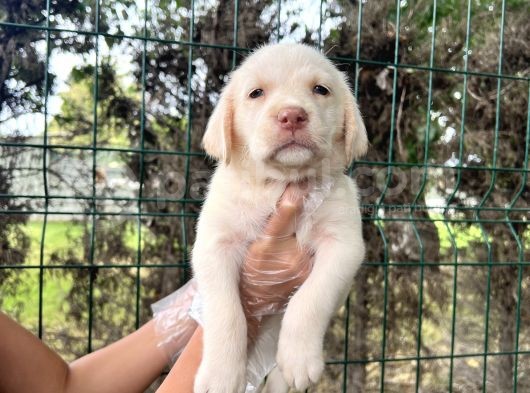 Irk Garantili Her Şehire Gönderim Sağladığımız Labrador Yavrular görsel