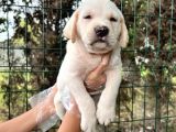 Irk Garantili Her Şehire Gönderim Sağladığımız Labrador Yavrular