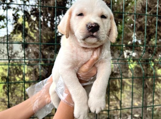 Irk Garantili Her Şehire Gönderim Sağladığımız Labrador Yavrular görsel