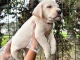 Irk Garantili Her Şehire Gönderim Sağladığımız Labrador Yavrular