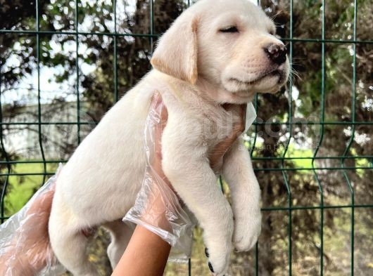 Irk Garantili Her Şehire Gönderim Sağladığımız Labrador Yavrular görsel
