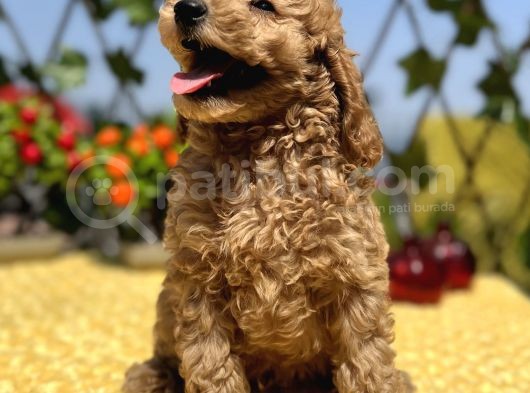 Harika Güzellikte Her Şehire Gönderim Sağladığımız Toy Poodle Yavrular görsel