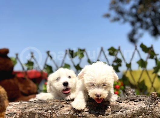 Kar Beyaz Irk Garantili Maltese Terrier Yavrular görsel