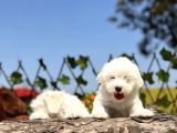 Kar Beyaz Irk Garantili Maltese Terrier Yavrular