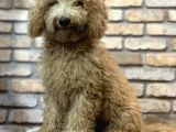 Yumuşacik Tüylü 4 Aylik Toy Poodle Erkek Yavru
