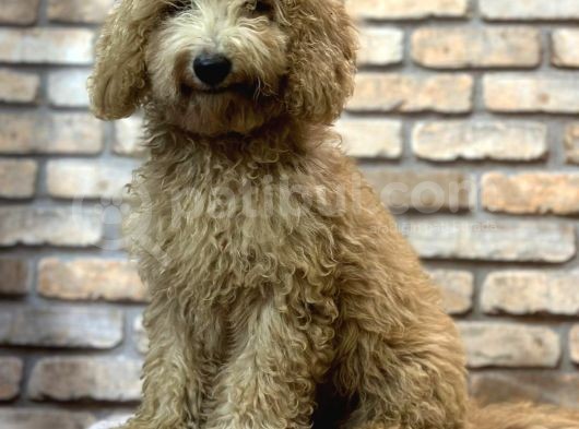 Yumuşacik Tüylü 4 Aylik Toy Poodle Erkek Yavru görsel