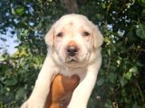 Renk Renk Labrador Yavrular