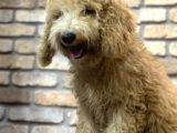 Yumuşacik Tüylü 4 Aylik Toy Poodle Erkek Yavru