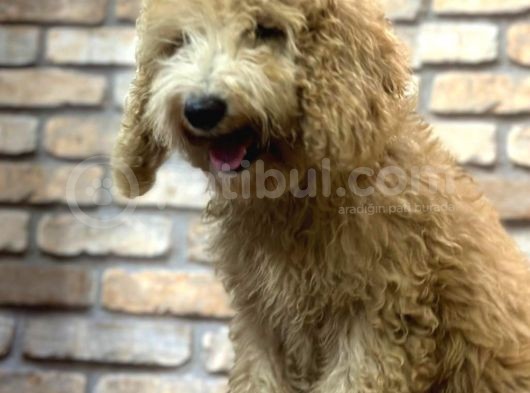 Yumuşacik Tüylü 4 Aylik Toy Poodle Erkek Yavru görsel