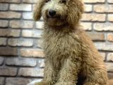 Yumuşacik Tüylü 4 Aylik Toy Poodle Erkek Yavru