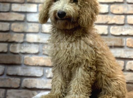 Yumuşacik Tüylü 4 Aylik Toy Poodle Erkek Yavru görsel