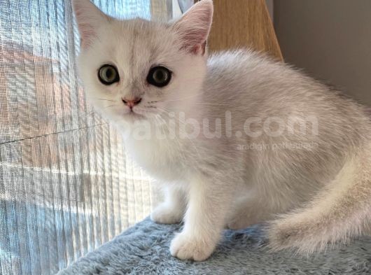 Bri̇ti̇sh Shorthai̇r 2 Erkek 2 Di̇şi̇ görsel