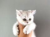 Bri̇ti̇sh Shorthai̇r 2 Erkek 2 Di̇şi̇