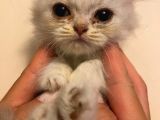 Bri̇ti̇sh Shorthai̇r 2 Erkek 2 Di̇şi̇