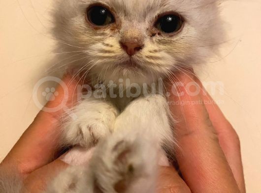 Bri̇ti̇sh Shorthai̇r 2 Erkek 2 Di̇şi̇ görsel