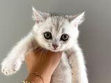 Bri̇ti̇sh Shorthai̇r 2 Erkek 2 Di̇şi̇