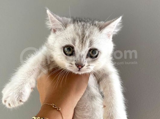 Bri̇ti̇sh Shorthai̇r 2 Erkek 2 Di̇şi̇ görsel