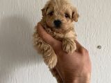 Malti̇poo Bebekleri̇mi̇z