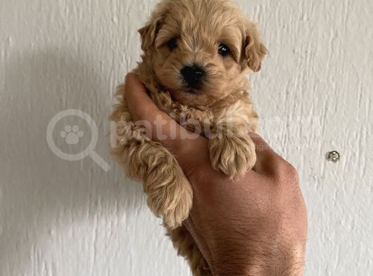 Malti̇poo Bebekleri̇mi̇z görsel