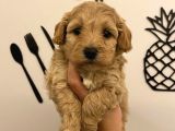Malti̇poo Bebekleri̇mi̇z
