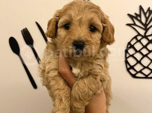 Malti̇poo Bebekleri̇mi̇z görsel