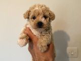 Malti̇poo Bebekleri̇mi̇z