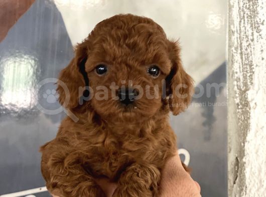 Toypoodle Kore Red Brown Bebekler