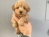 MALTİPOO BEBEKLERİMİZ