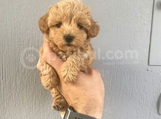 Malti̇poo Bebekleri̇mi̇z