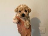 Malti̇poo Bebekleri̇mi̇z