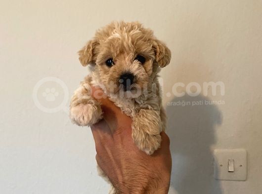 Malti̇poo Bebekleri̇mi̇z görsel