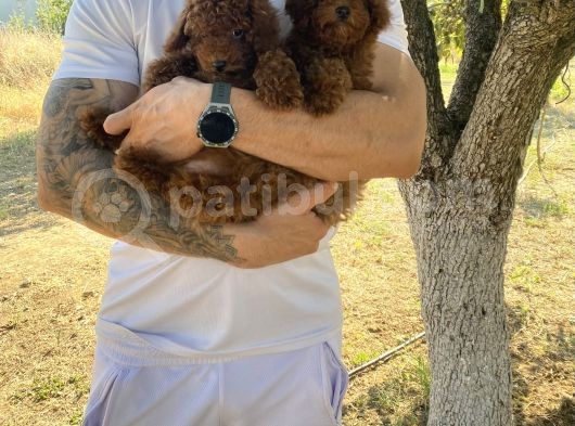 Toypoodle Kore Red Brown Bebekler görsel