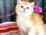 A Kalite Safkan Bri̇ti̇sh Shorthai̇r Golden  Yavrular