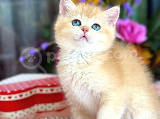 A Kalite Safkan Bri̇ti̇sh Shorthai̇r Golden  Yavrular görsel