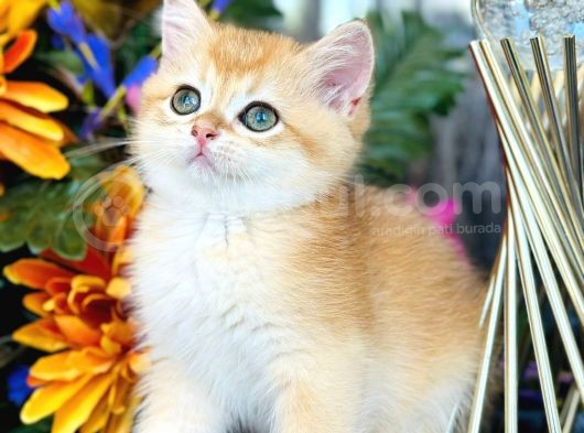A Kalite Safkan Bri̇ti̇sh Shorthai̇r Golden  Yavrular