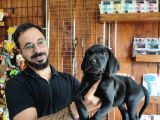 Safkan Çi̇kolata Ve Si̇yah Labrador Yavrularimiz