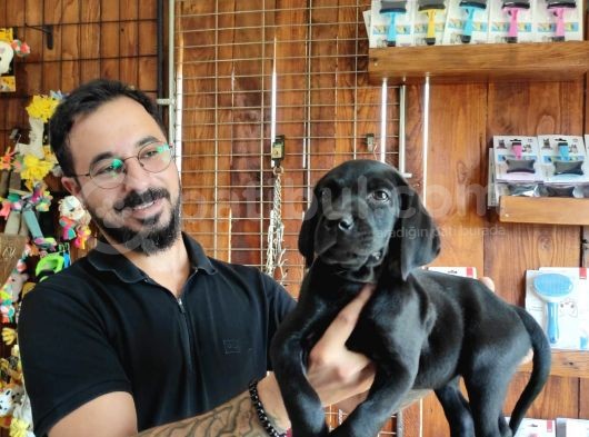 Safkan Çi̇kolata Ve Si̇yah Labrador Yavrularimiz görsel