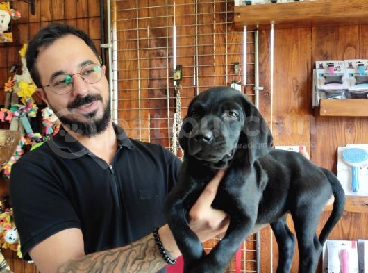 Safkan Çi̇kolata Ve Si̇yah Labrador Yavrularimiz görsel