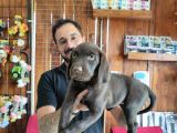 Safkan Çi̇kolata Ve Si̇yah Labrador Yavrularimiz