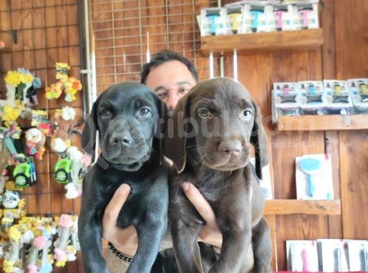 Safkan Çi̇kolata Ve Si̇yah Labrador Yavrularimiz görsel
