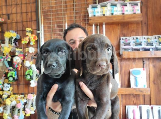 Safkan Çi̇kolata Ve Si̇yah Labrador Yavrularimiz görsel