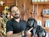 Safkan Çi̇kolata Ve Si̇yah Labrador Yavrularimiz